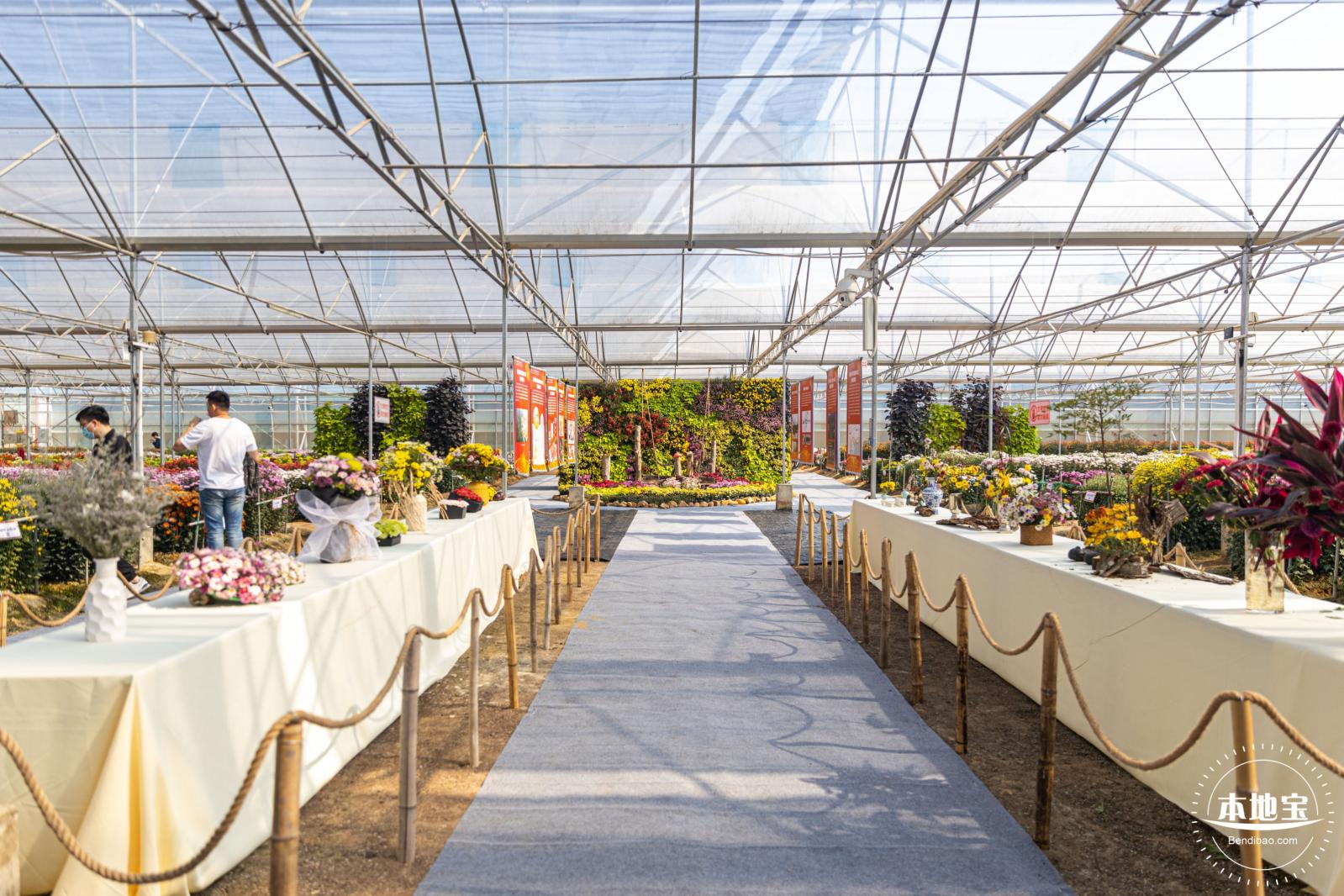 2020大鹏菊花展