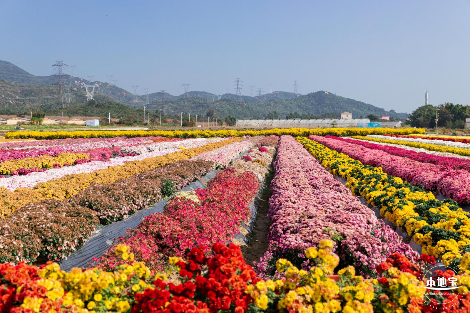 2020大鹏菊花展