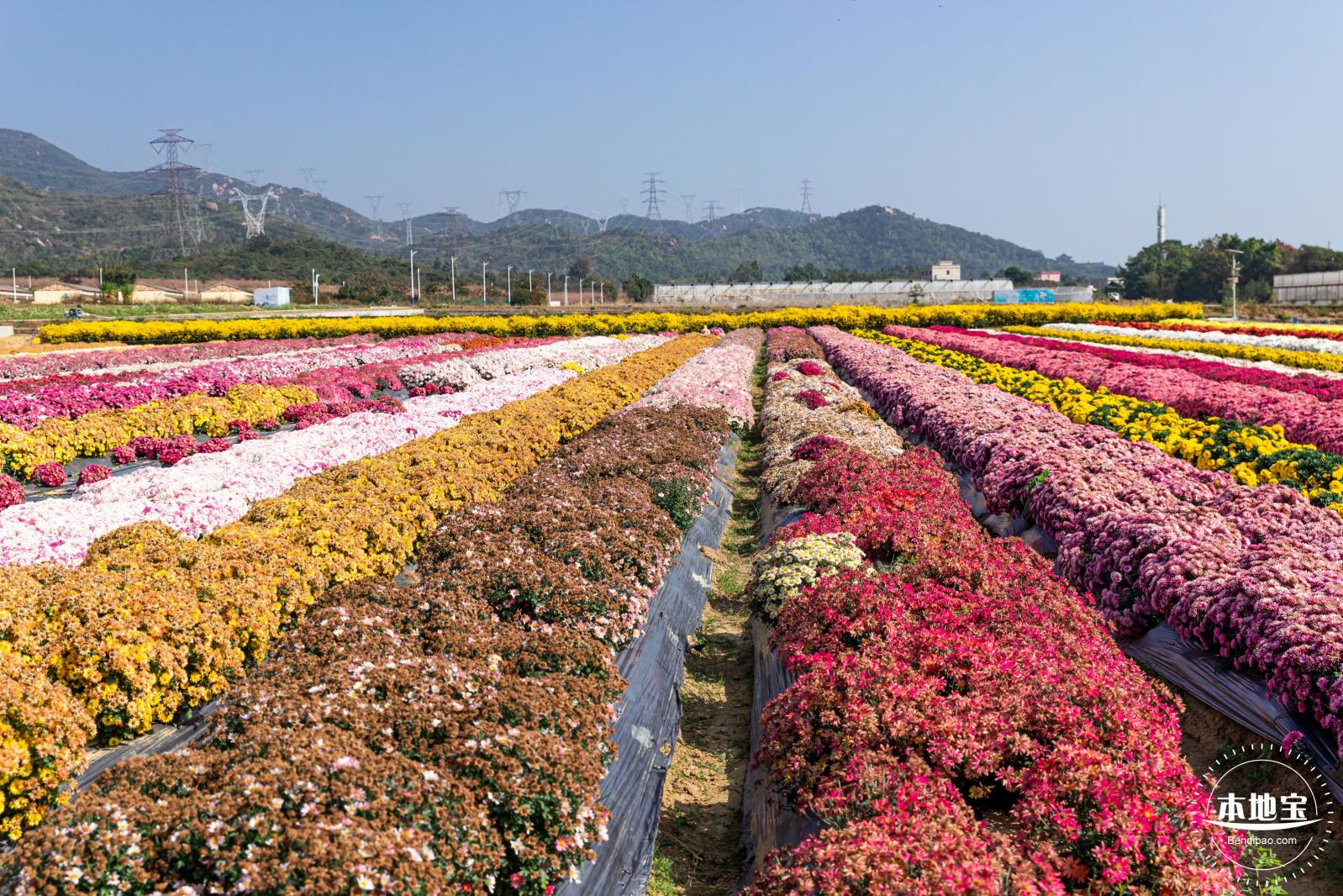 2020大鹏菊花展