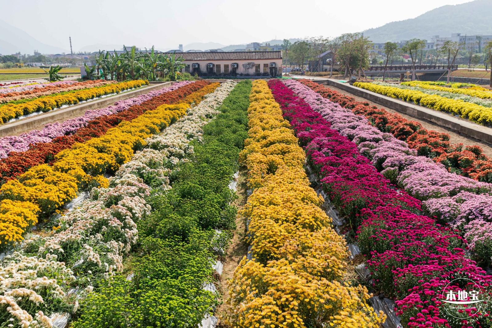 2020大鹏菊花展