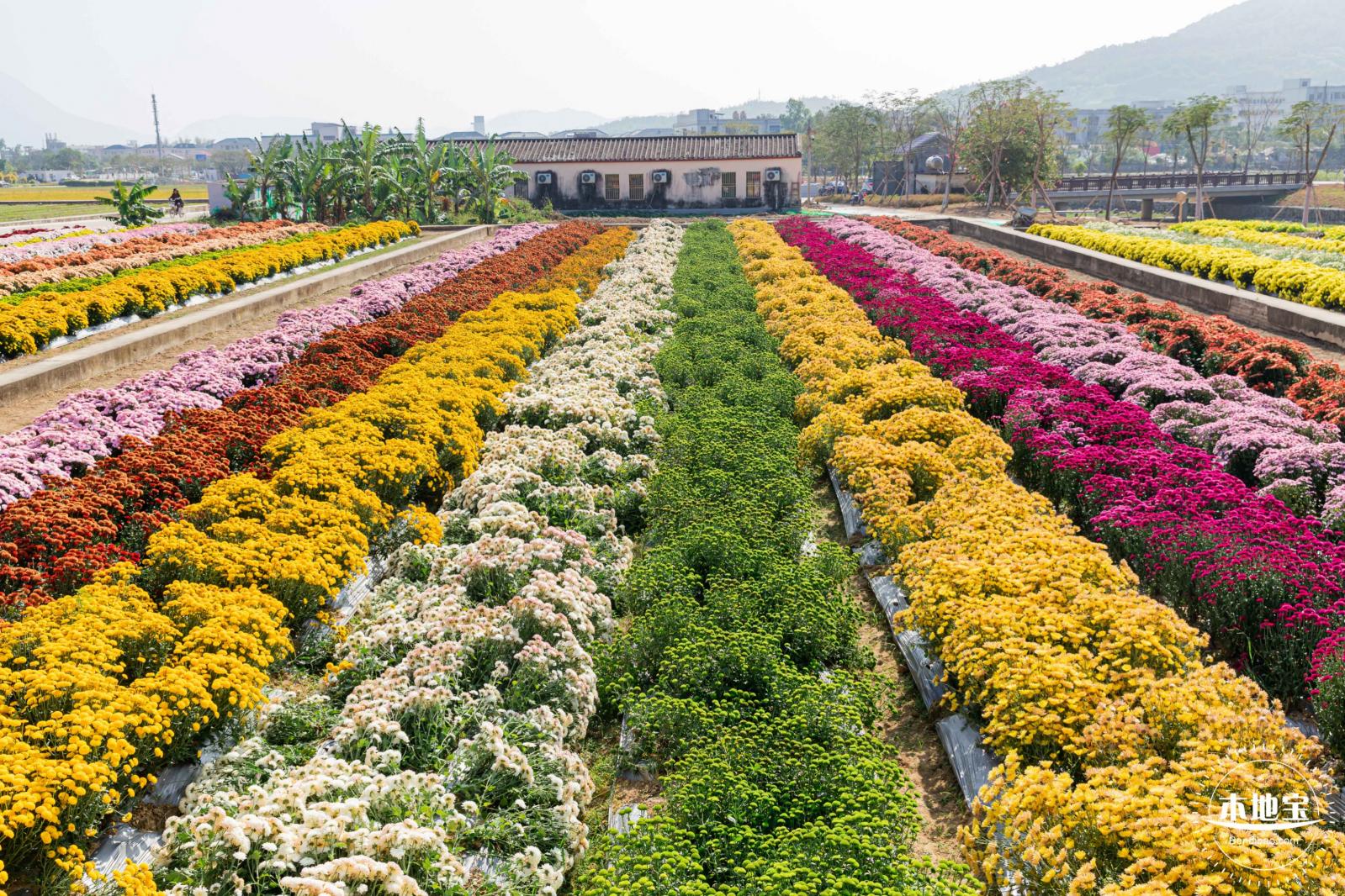 2020大鹏菊花展