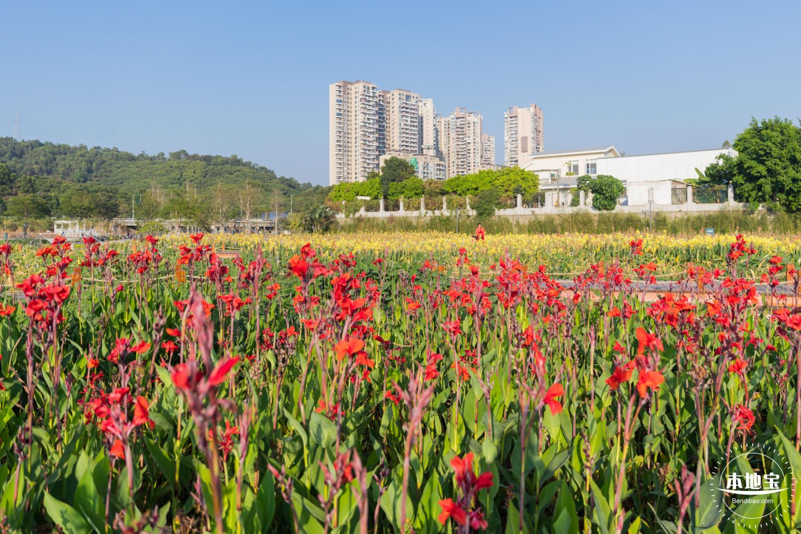 楼村湿地公园