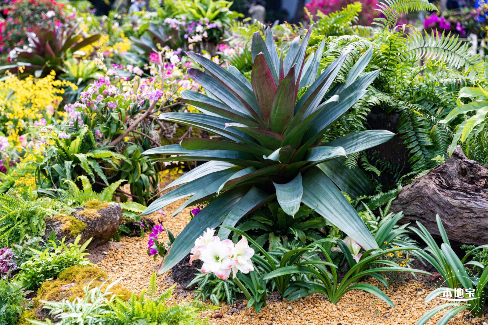 仙湖植物园(蕨类中心+幽溪）