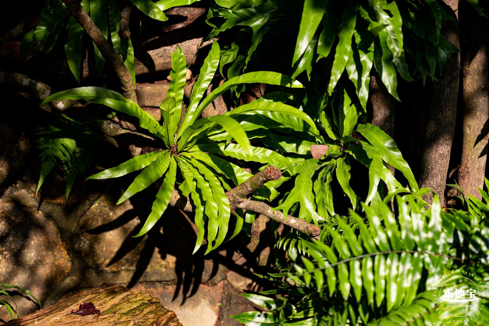 仙湖植物园(蕨类中心+幽溪）