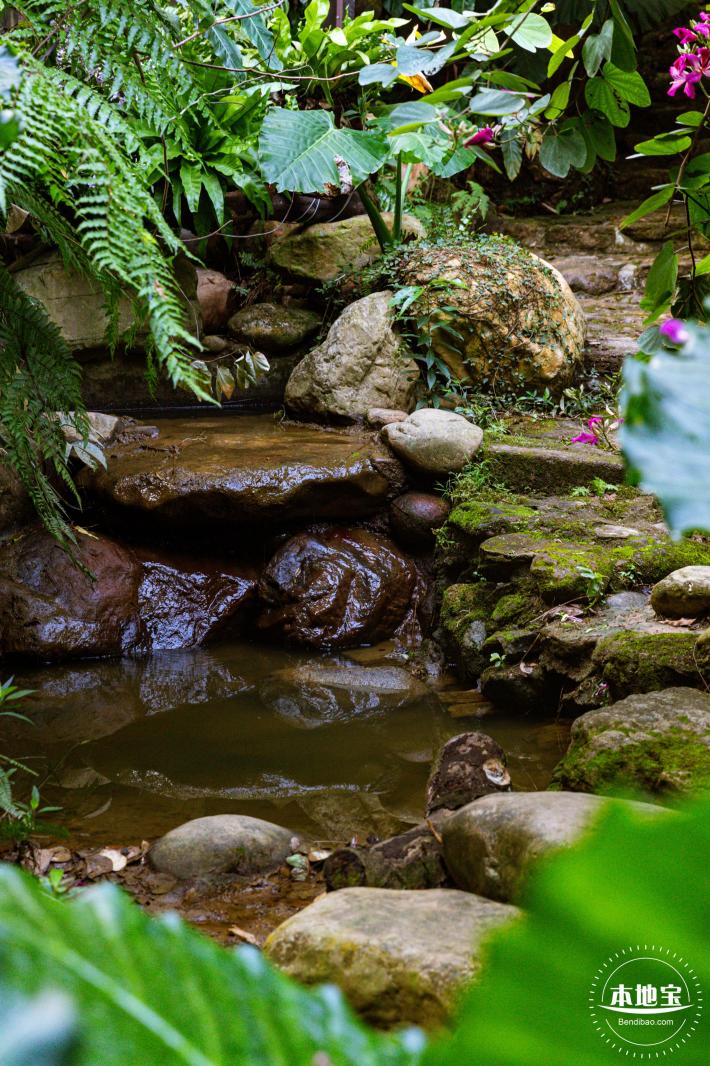 仙湖植物园(蕨类中心+幽溪）