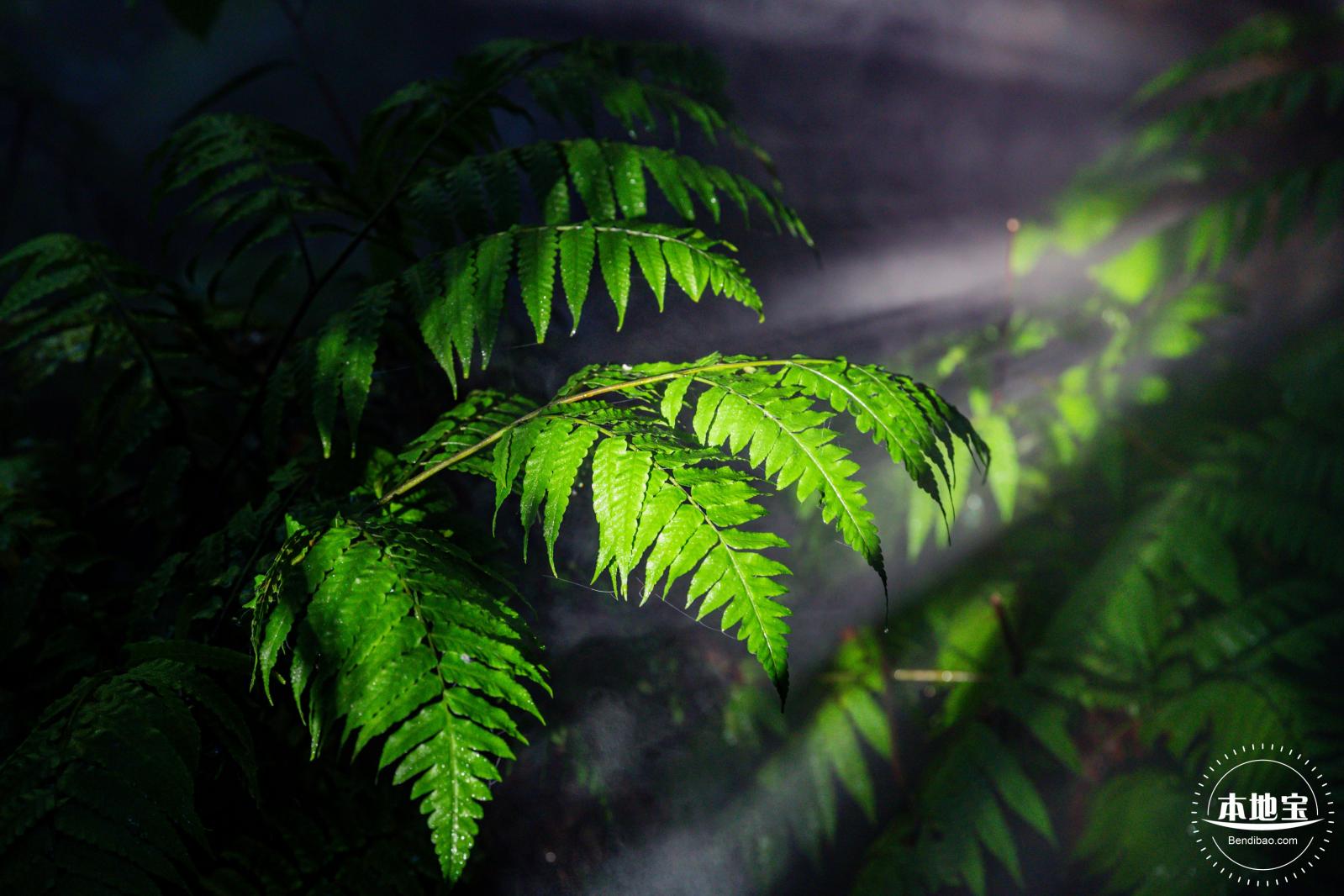 仙湖植物园(蕨类中心+幽溪）