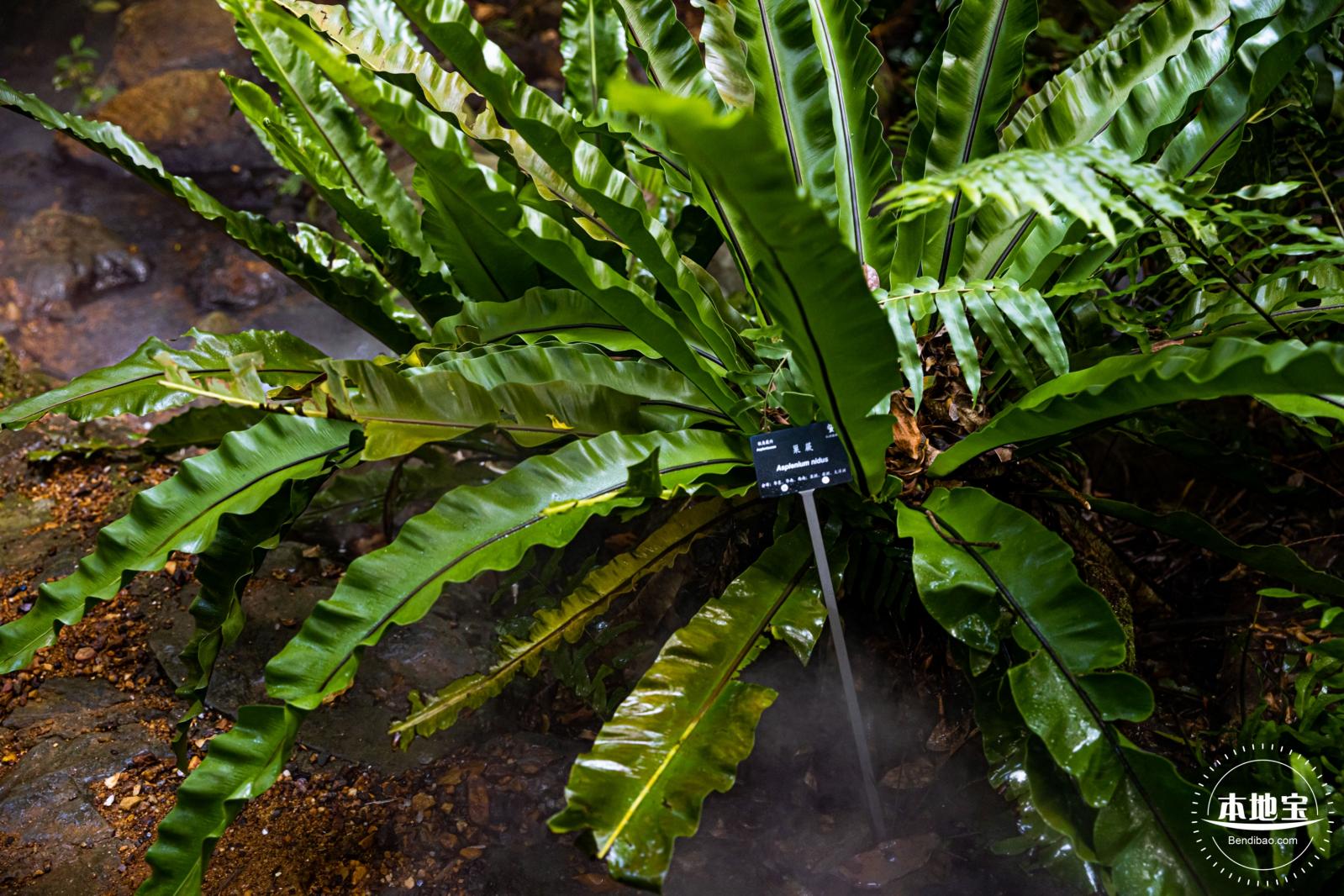 仙湖植物园(蕨类中心+幽溪）