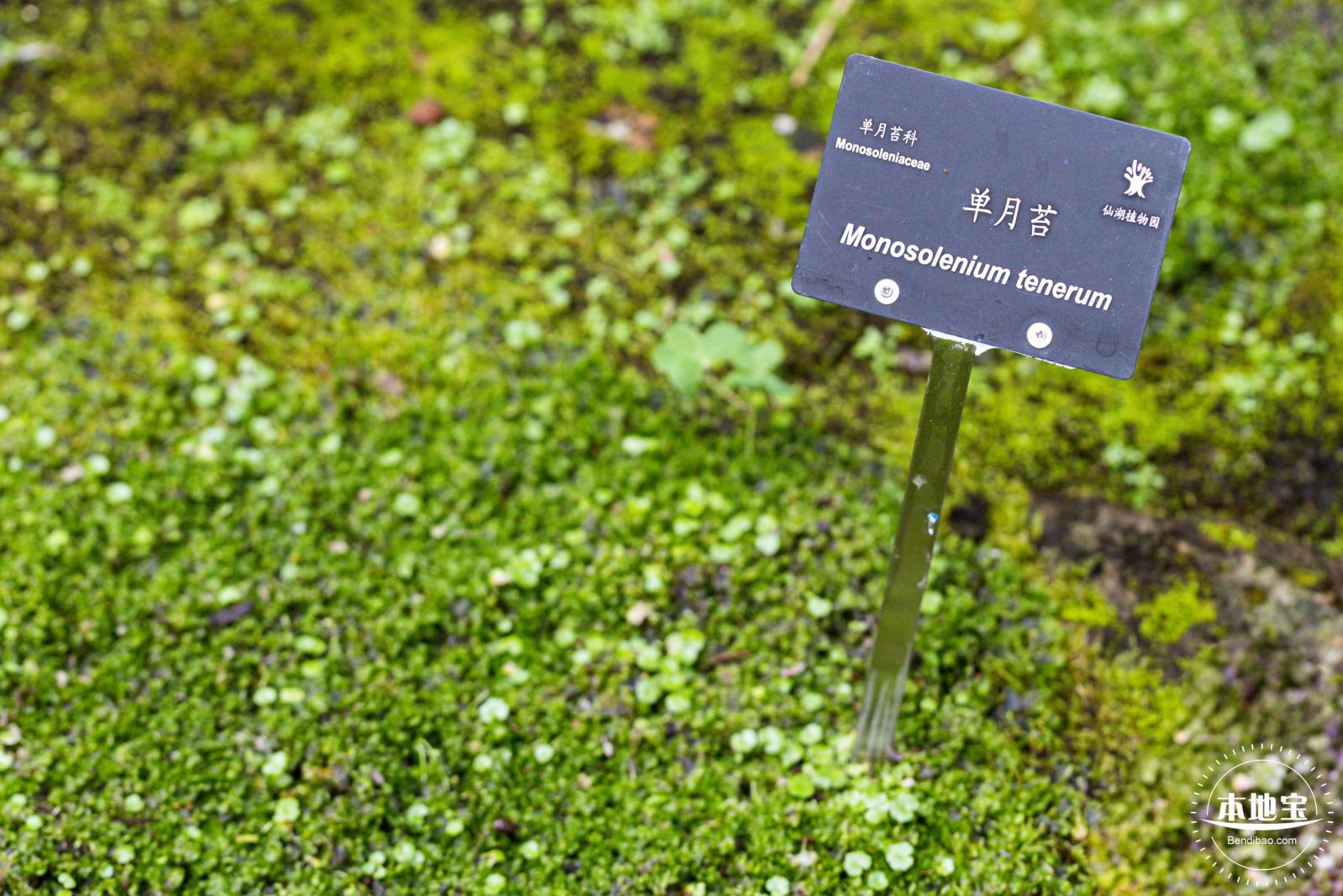 仙湖植物园(蕨类中心+幽溪）