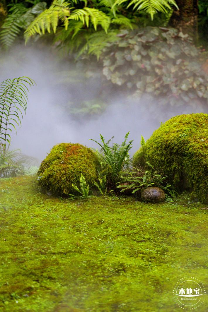 仙湖植物园(蕨类中心+幽溪）
