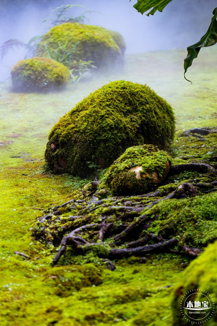 仙湖植物园(蕨类中心+幽溪）