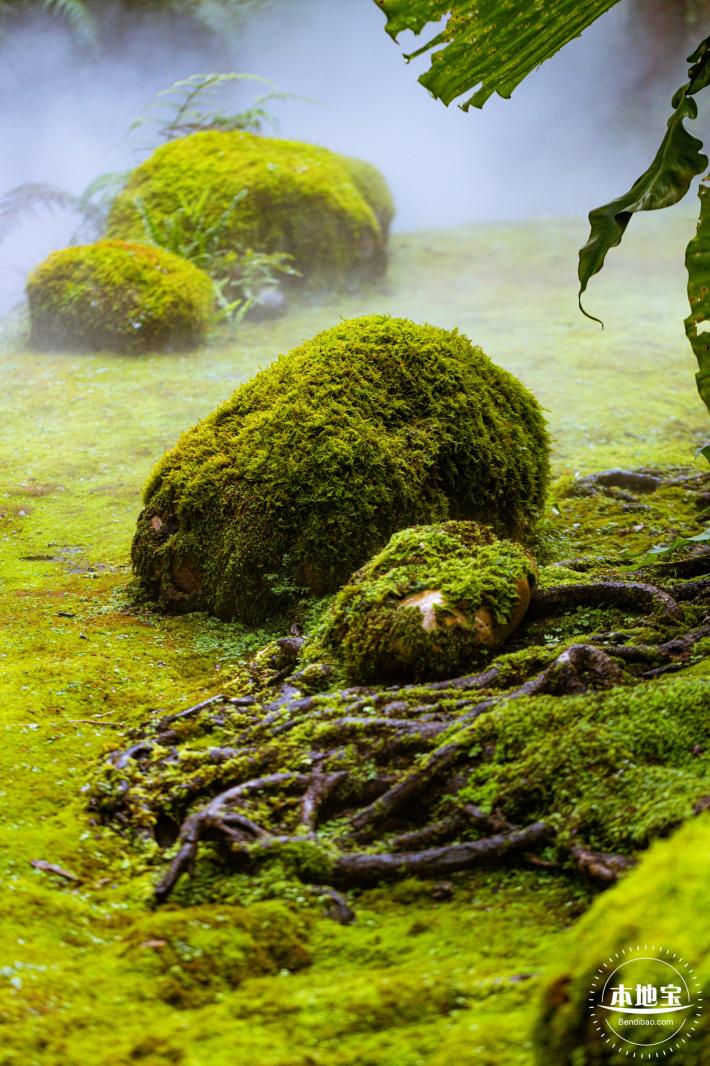 仙湖植物园(蕨类中心+幽溪）