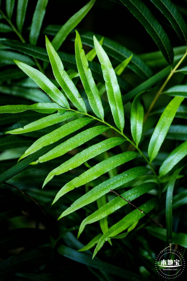 仙湖植物园(蕨类中心+幽溪）