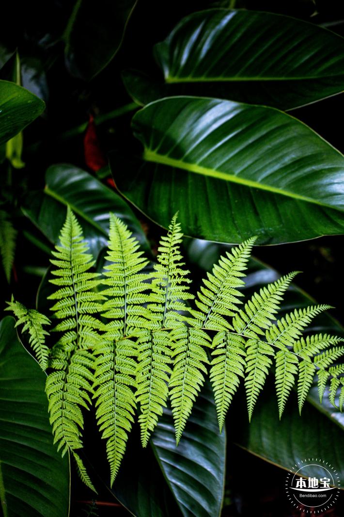 仙湖植物园(蕨类中心+幽溪）