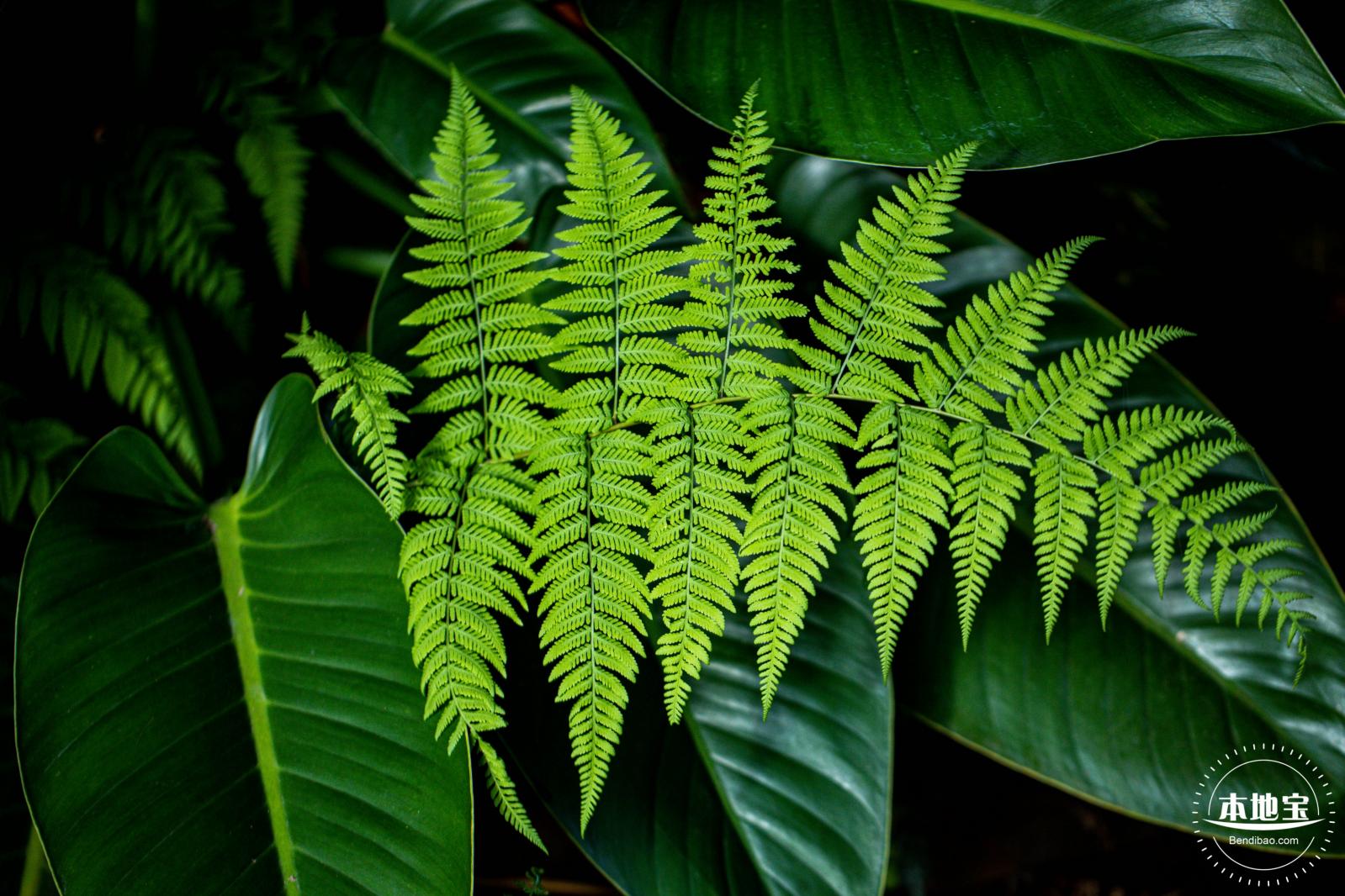 仙湖植物园(蕨类中心+幽溪）