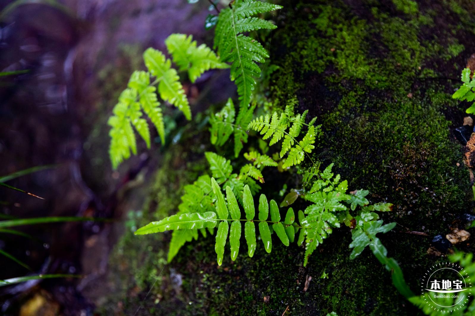 仙湖植物园(蕨类中心+幽溪）