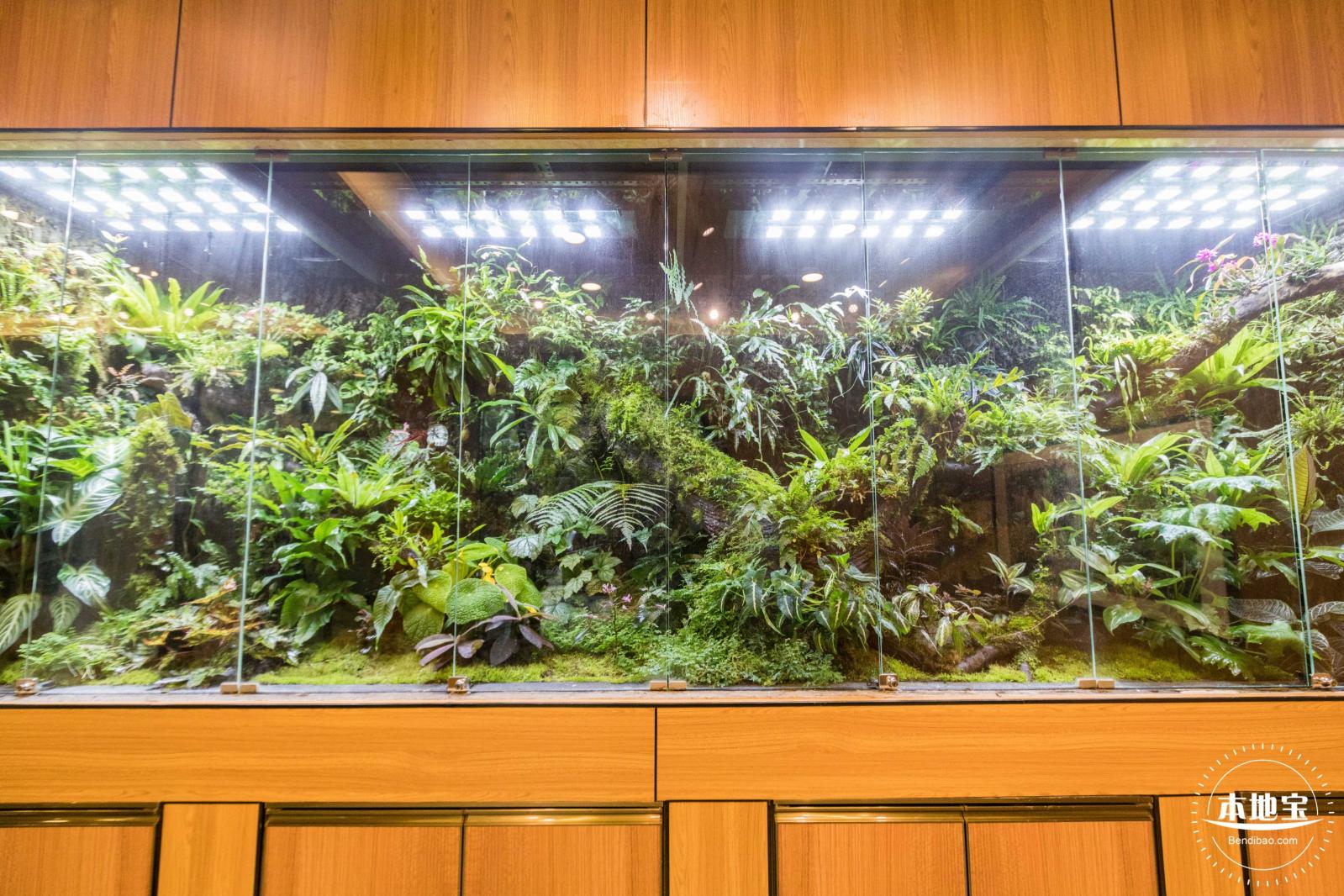 仙湖植物园(蕨类中心+幽溪）