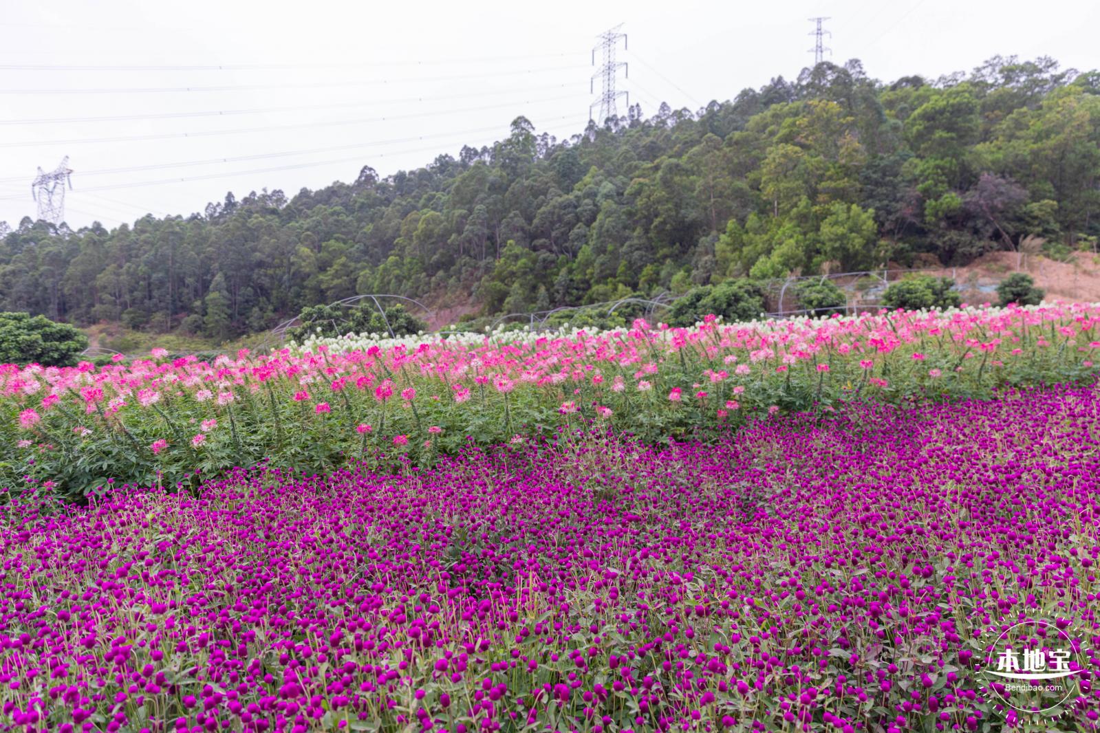 坪山坑梓花海