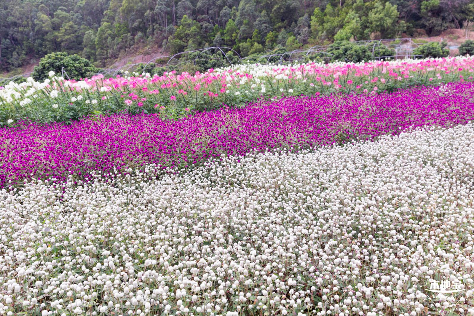 坪山坑梓花海