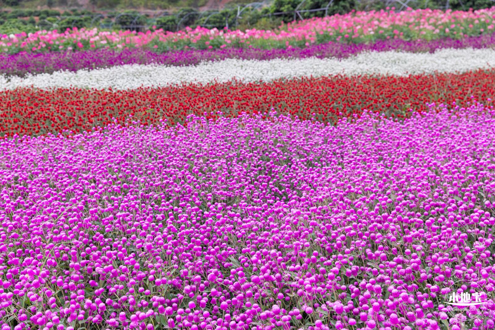 坪山坑梓花海