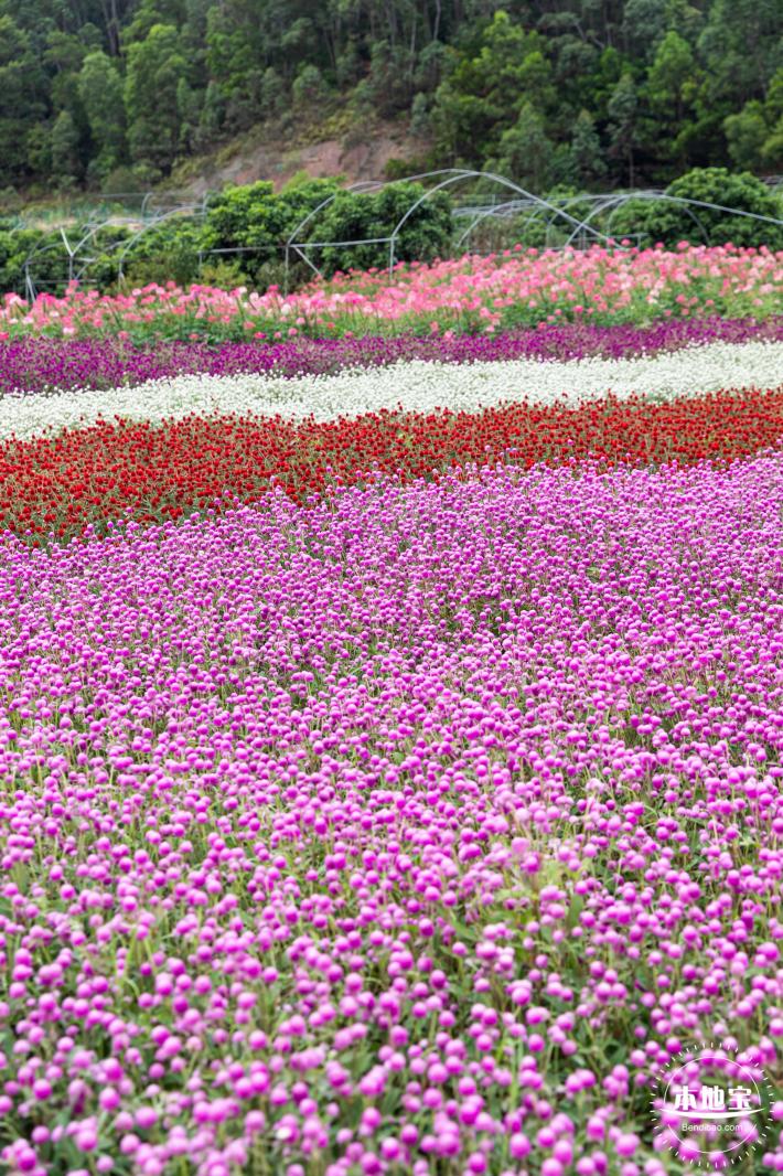 坪山坑梓花海