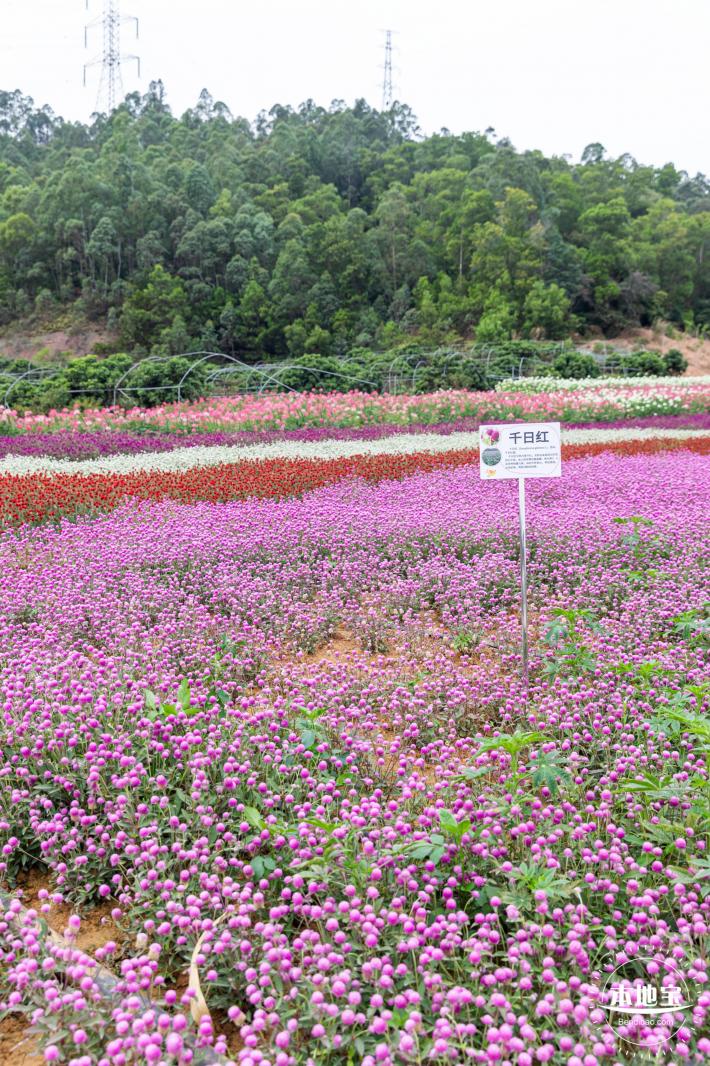 坪山坑梓花海