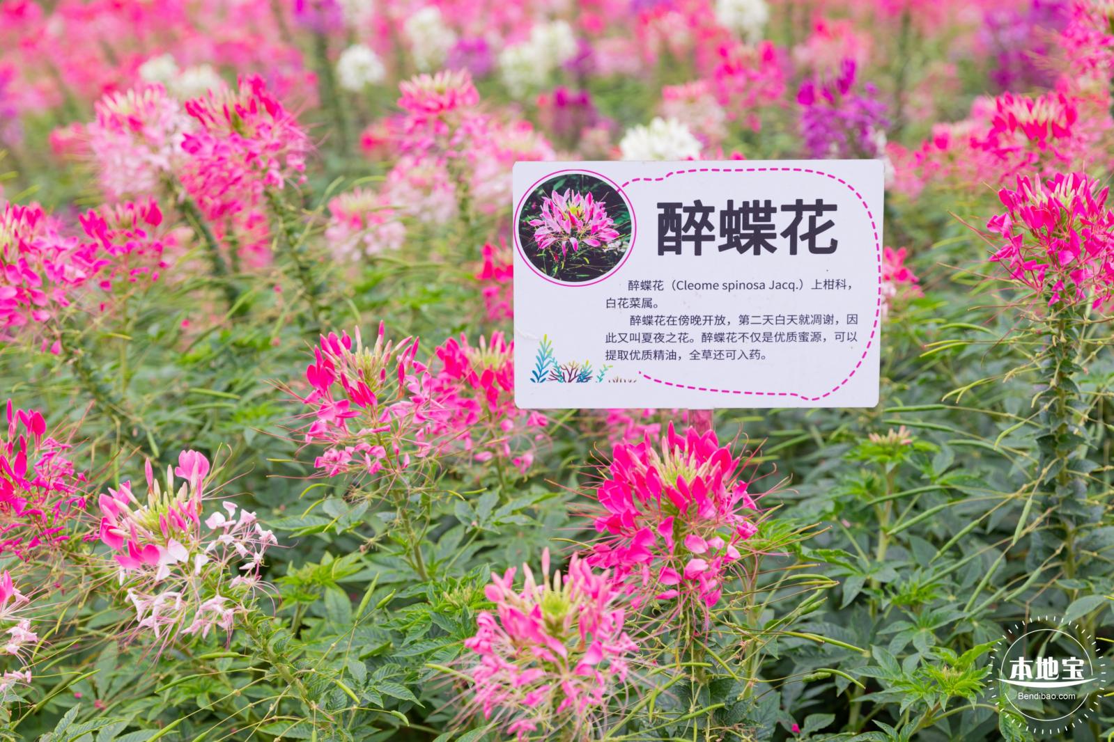 坪山坑梓花海