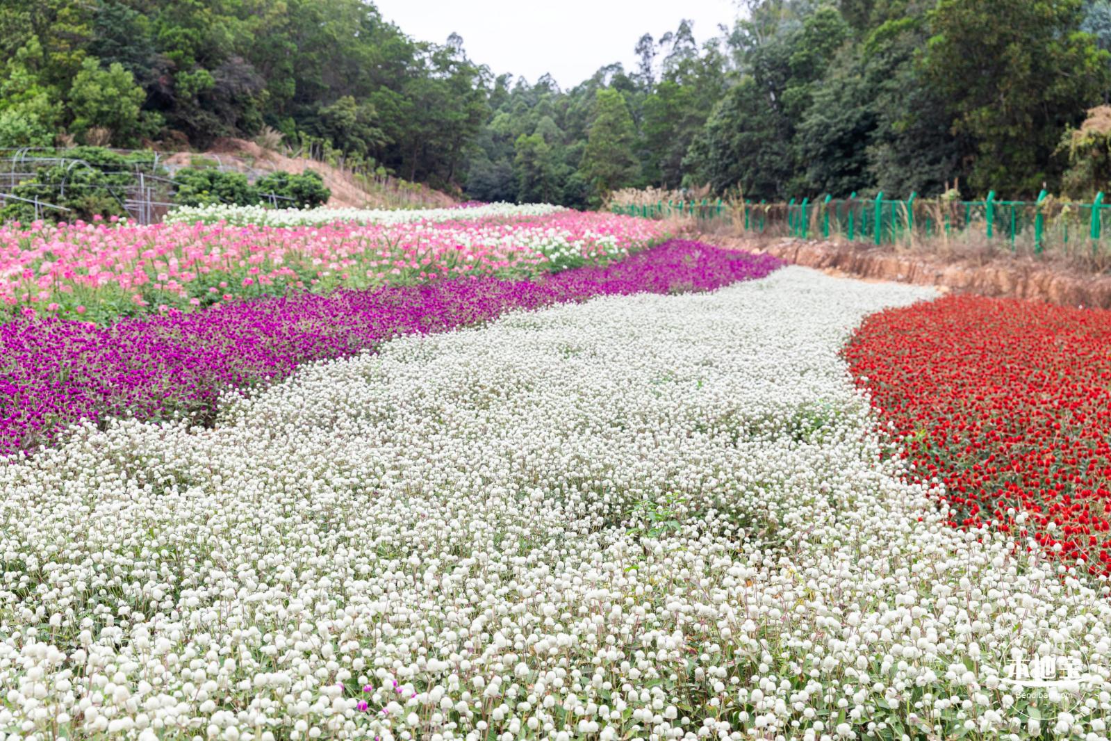 坪山坑梓花海