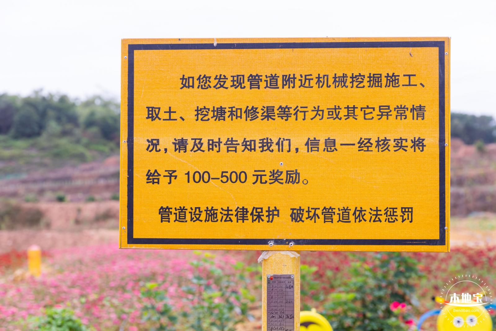 坪山坑梓花海