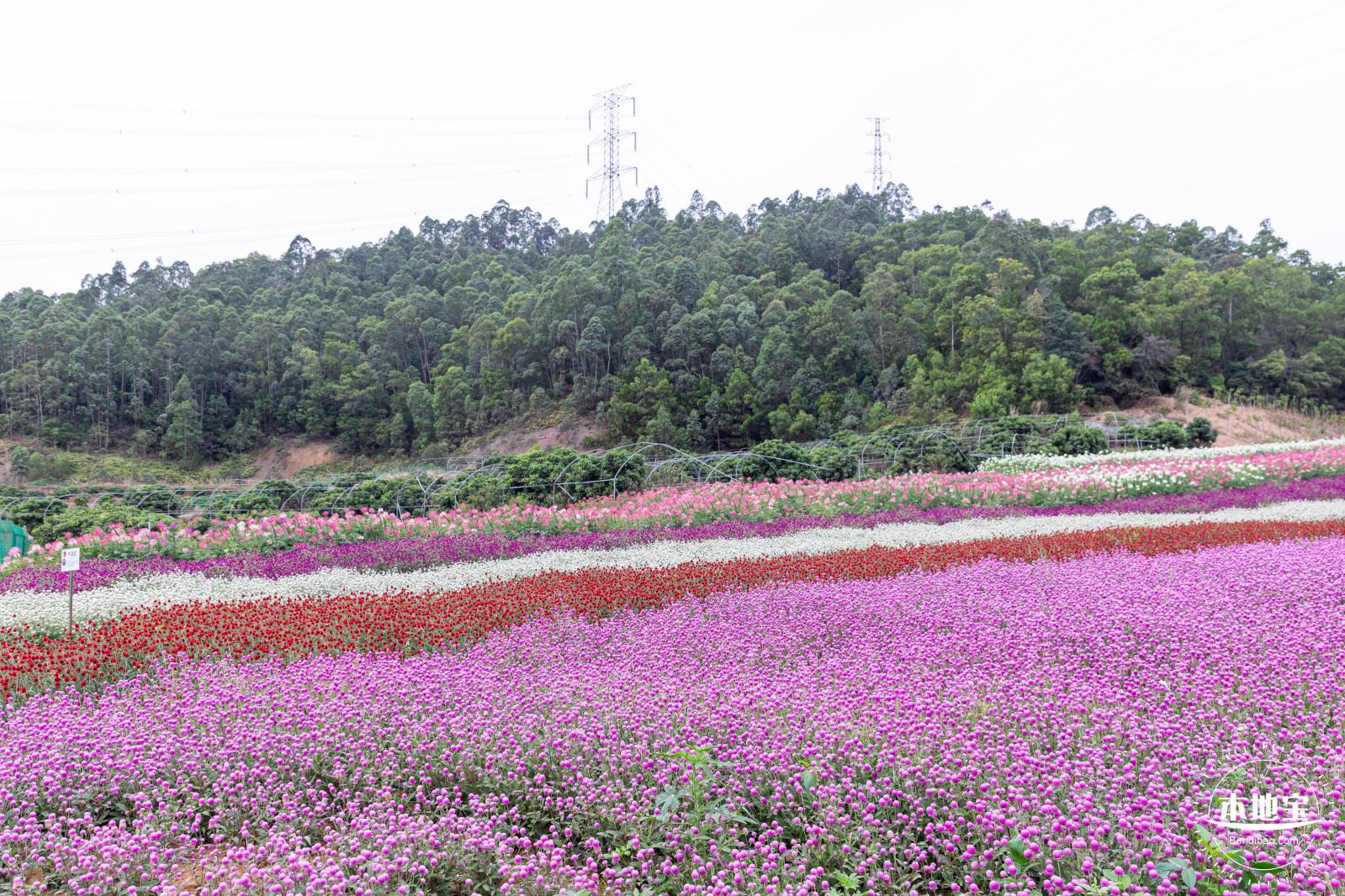坪山坑梓花海