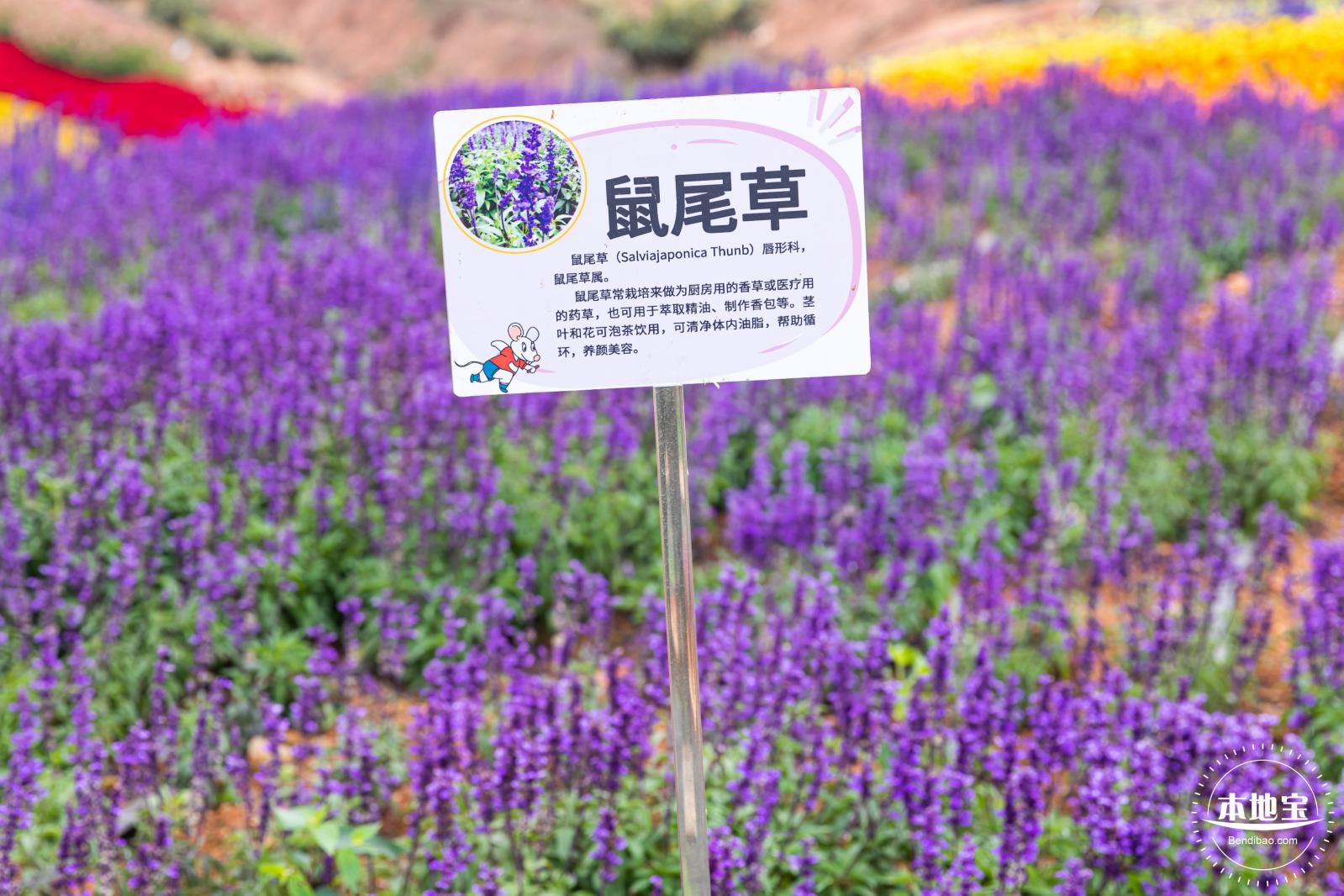 坪山坑梓花海