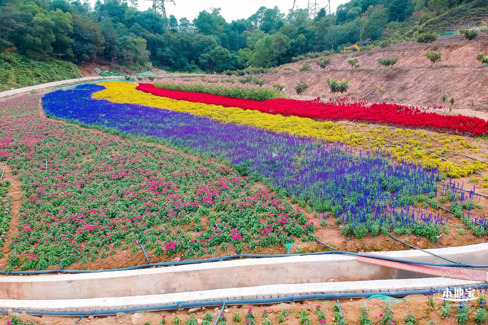 坪山坑梓花海