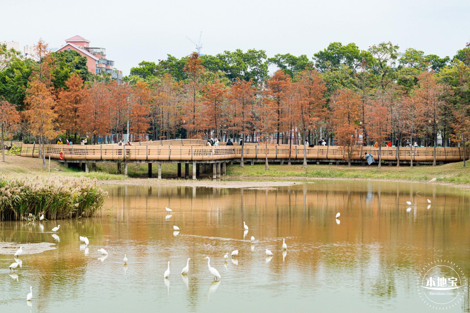 莲花山公园落羽杉