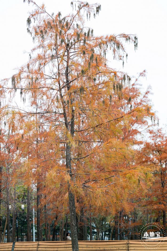 莲花山公园落羽杉