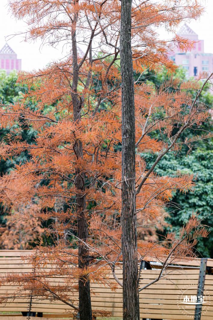 莲花山公园落羽杉