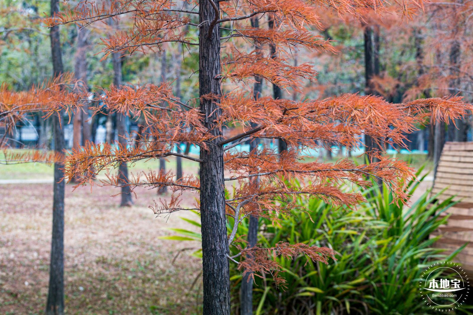 莲花山公园落羽杉