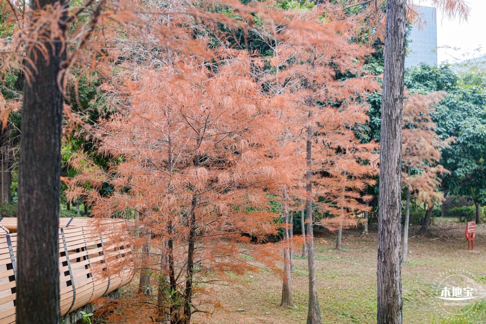 莲花山公园落羽杉