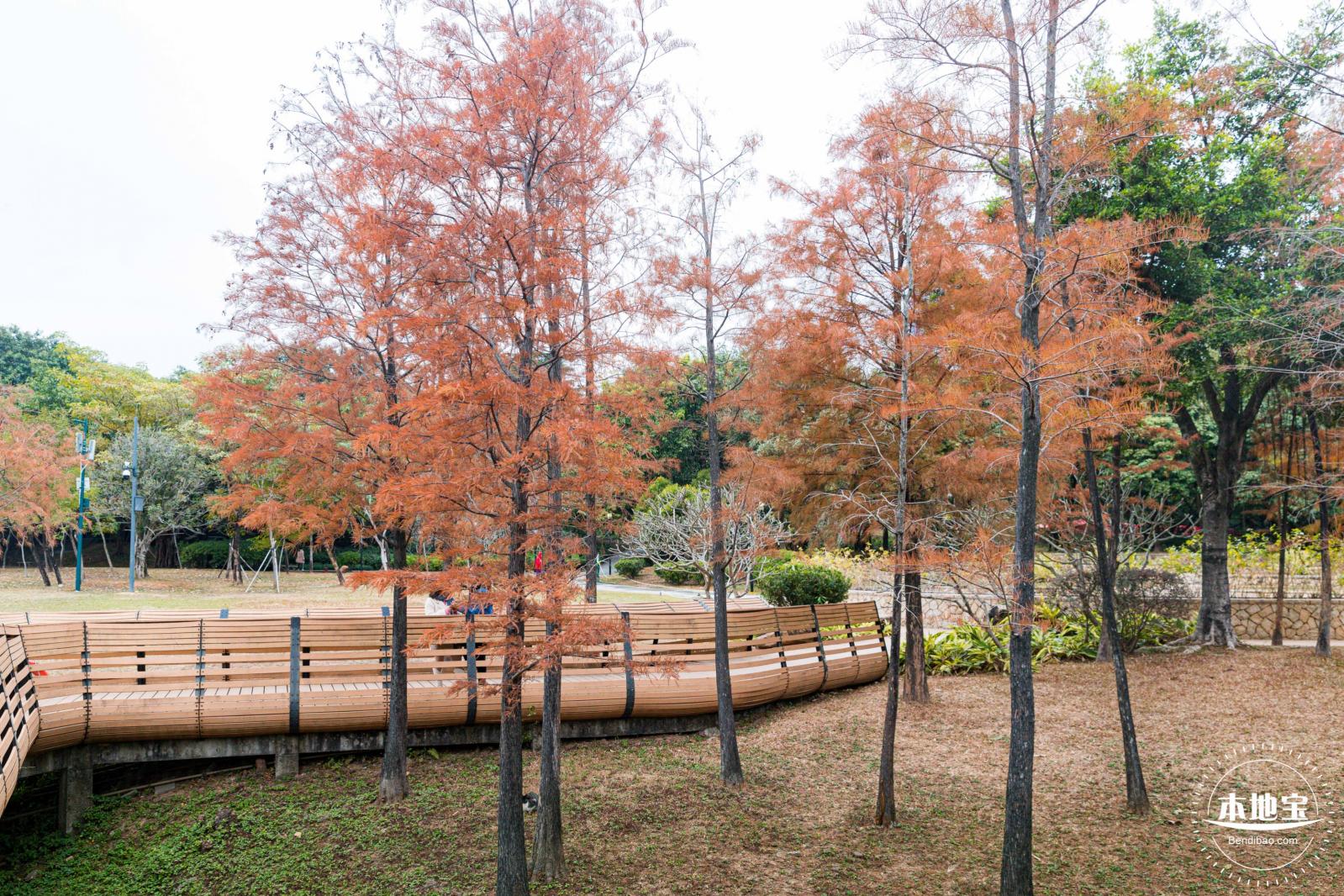 莲花山公园落羽杉