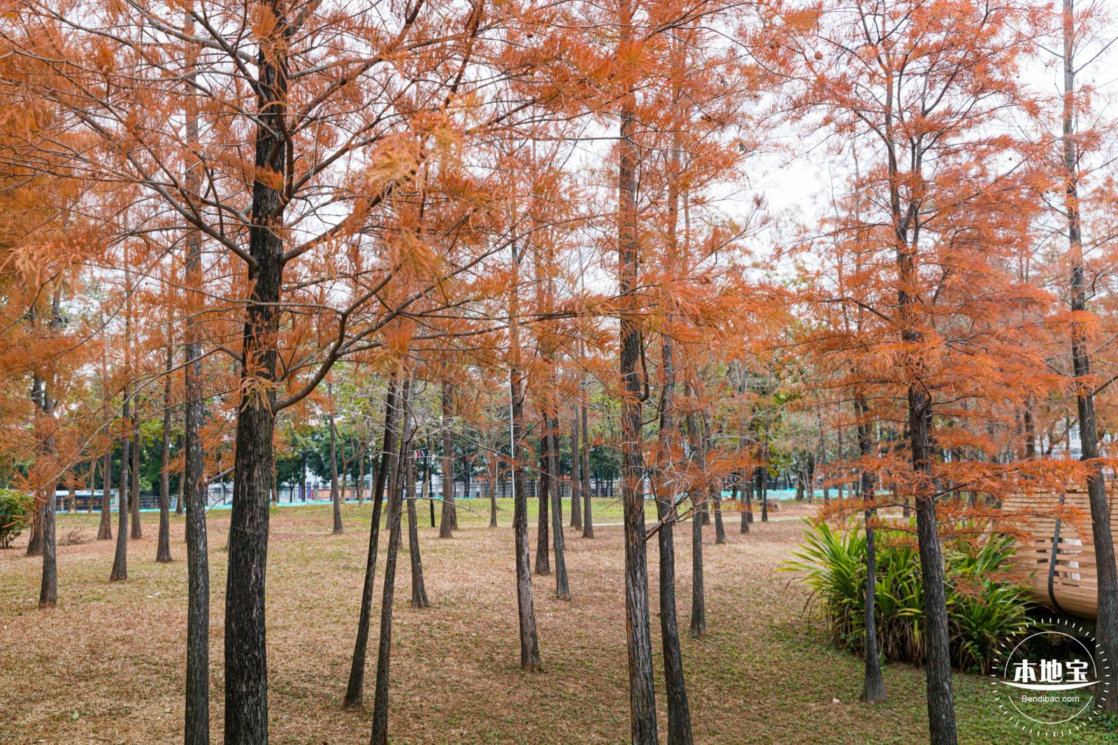 莲花山公园落羽杉