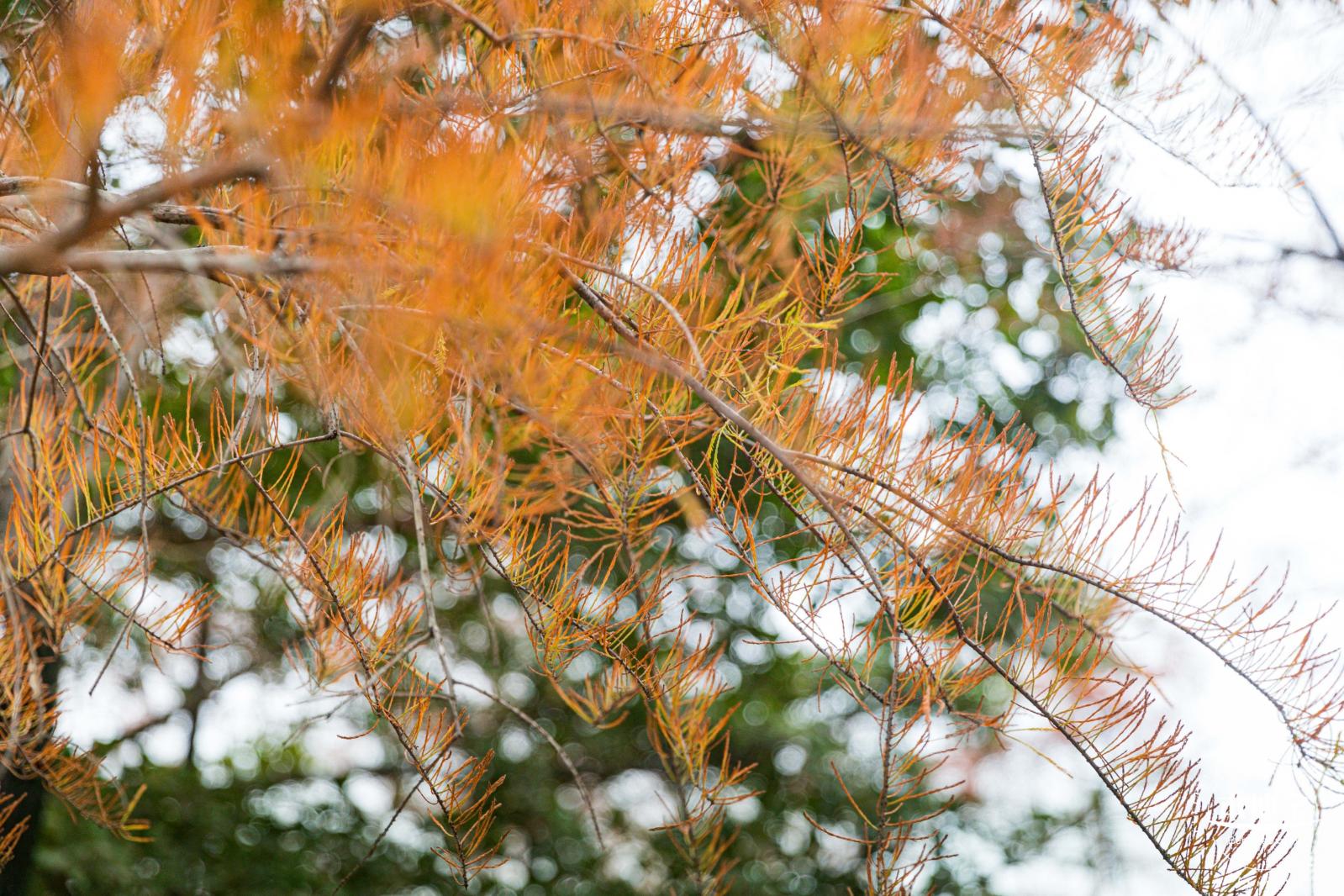 莲花山公园落羽杉