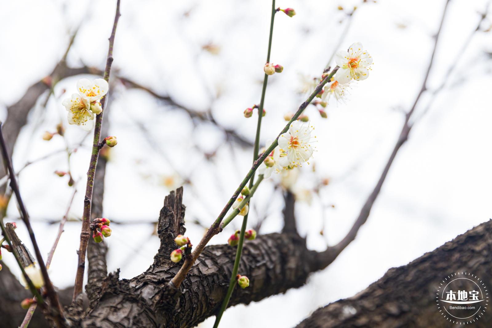 荔枝公园梅花
