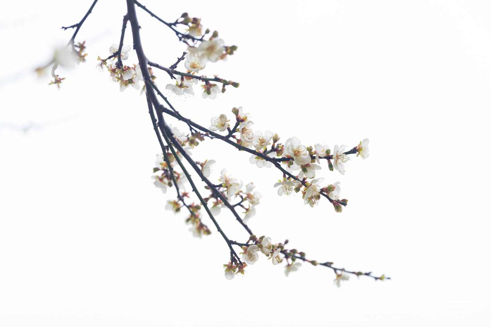 荔枝公园梅花