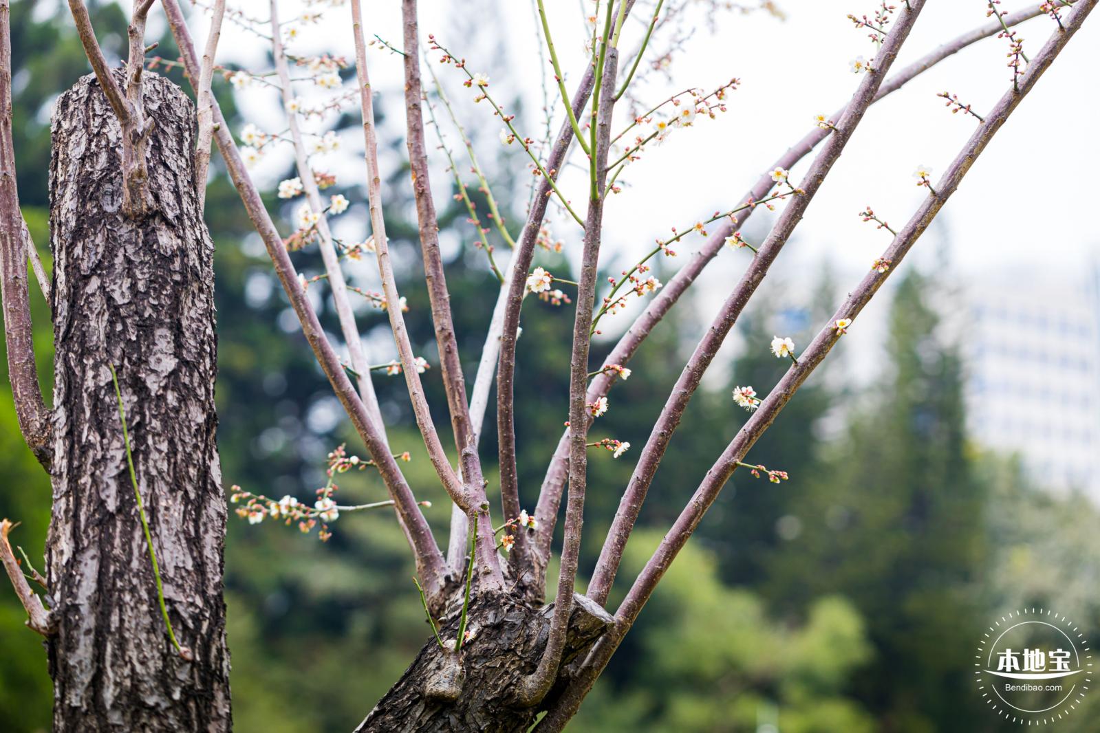 荔枝公园梅花