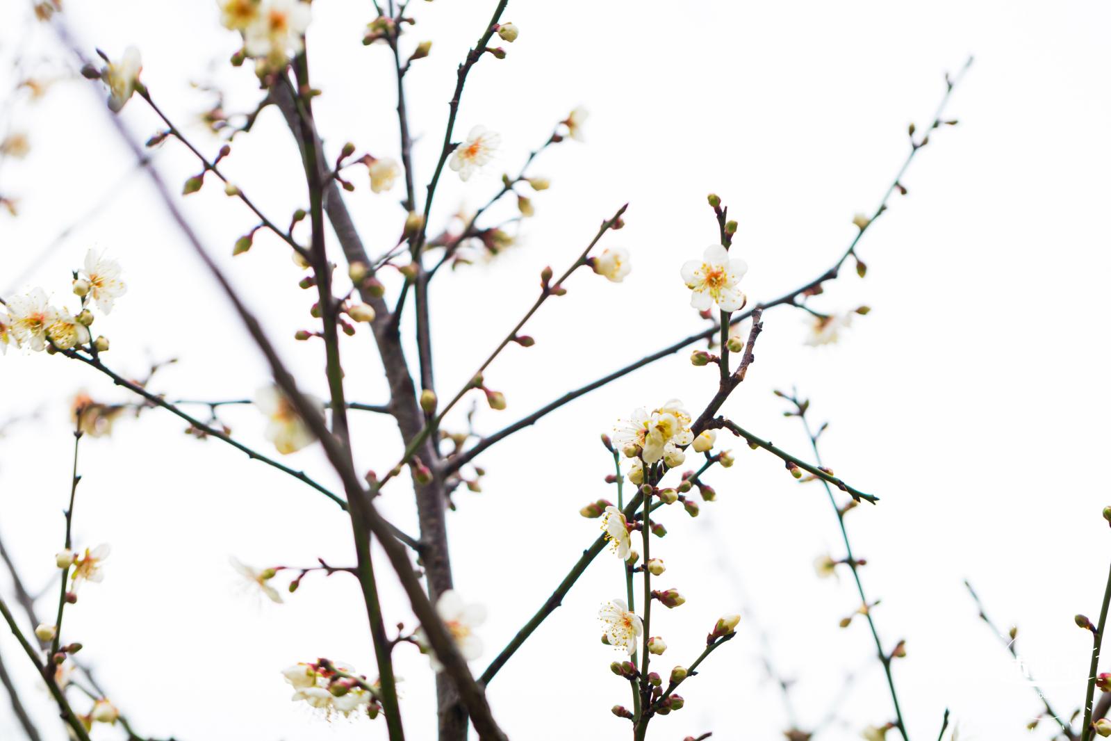 荔枝公园梅花