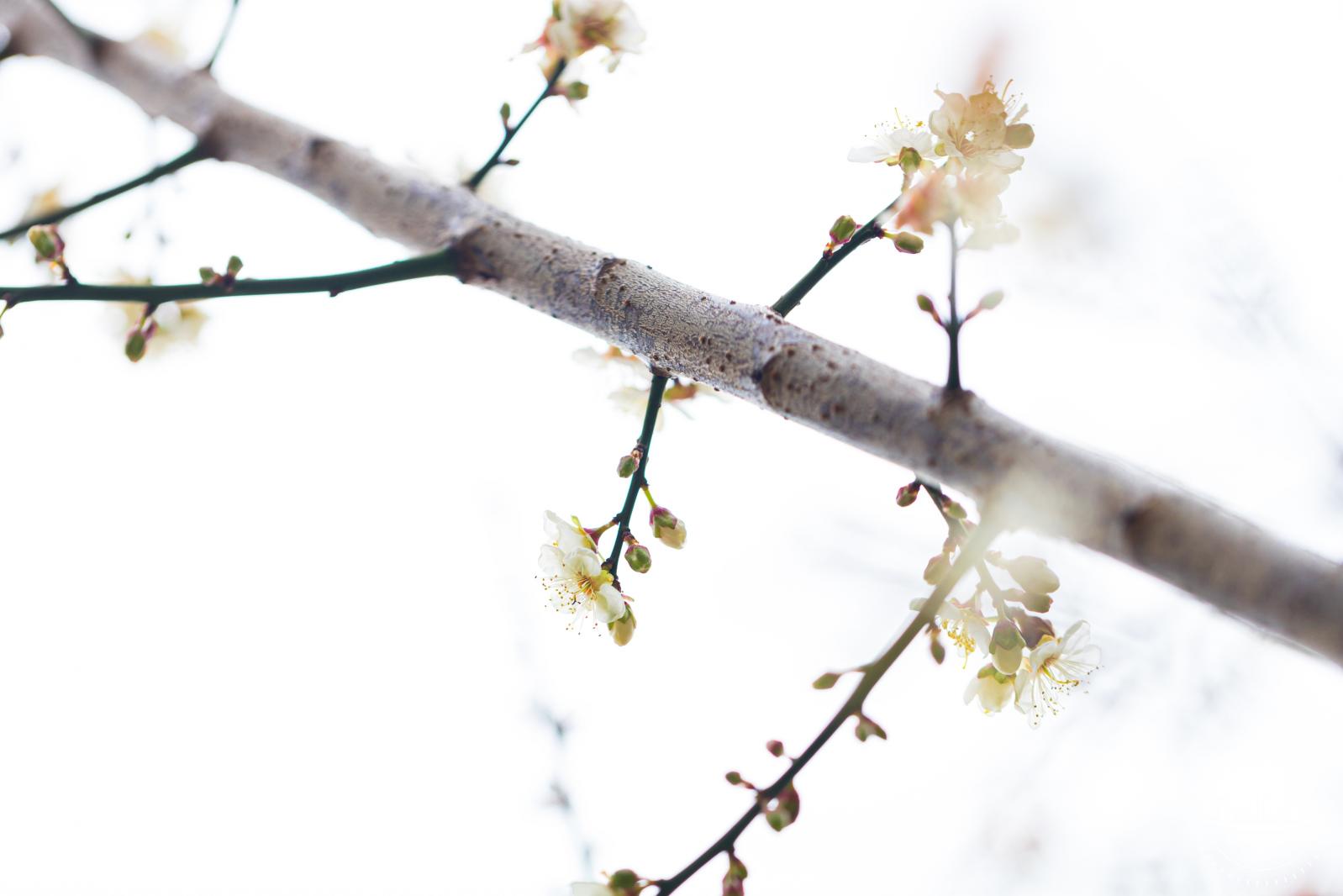 荔枝公园梅花