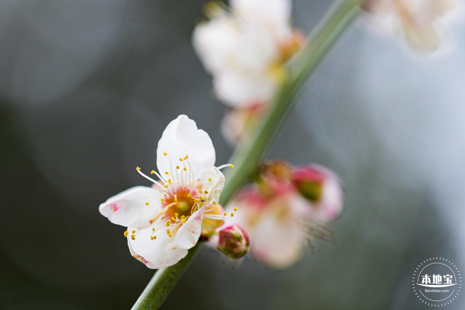 荔枝公园梅花