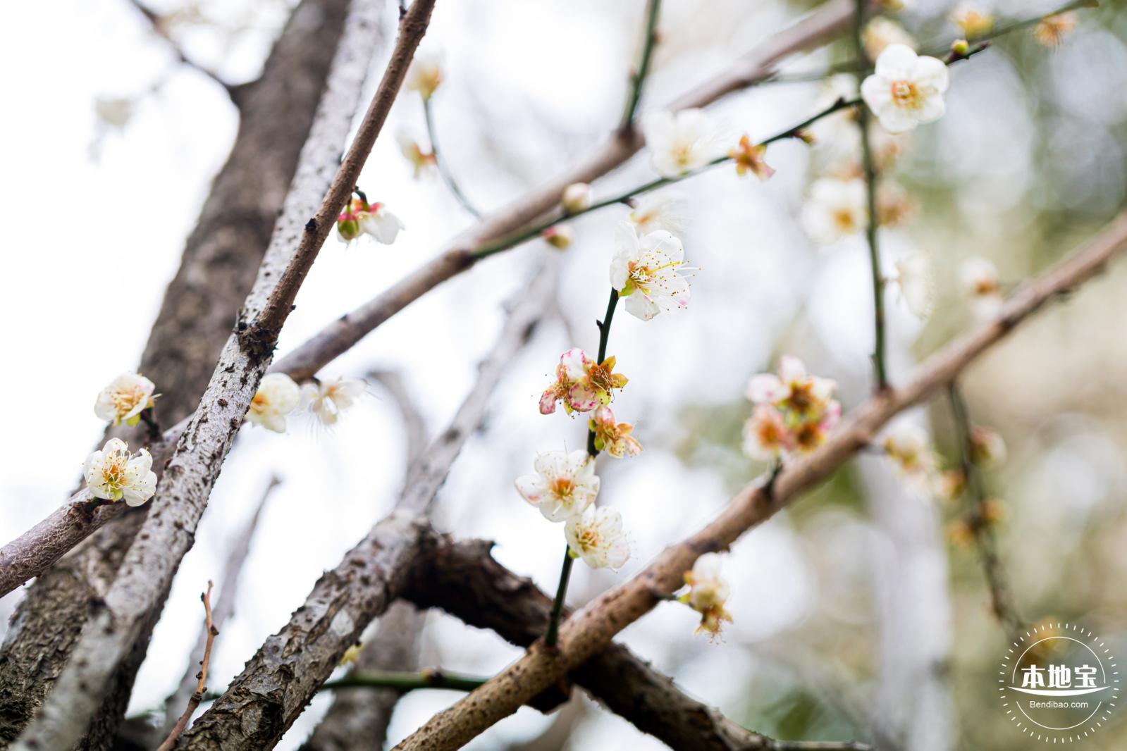 荔枝公园梅花