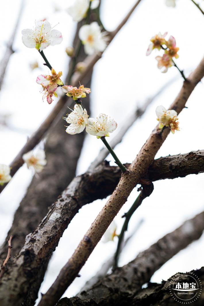 荔枝公园梅花