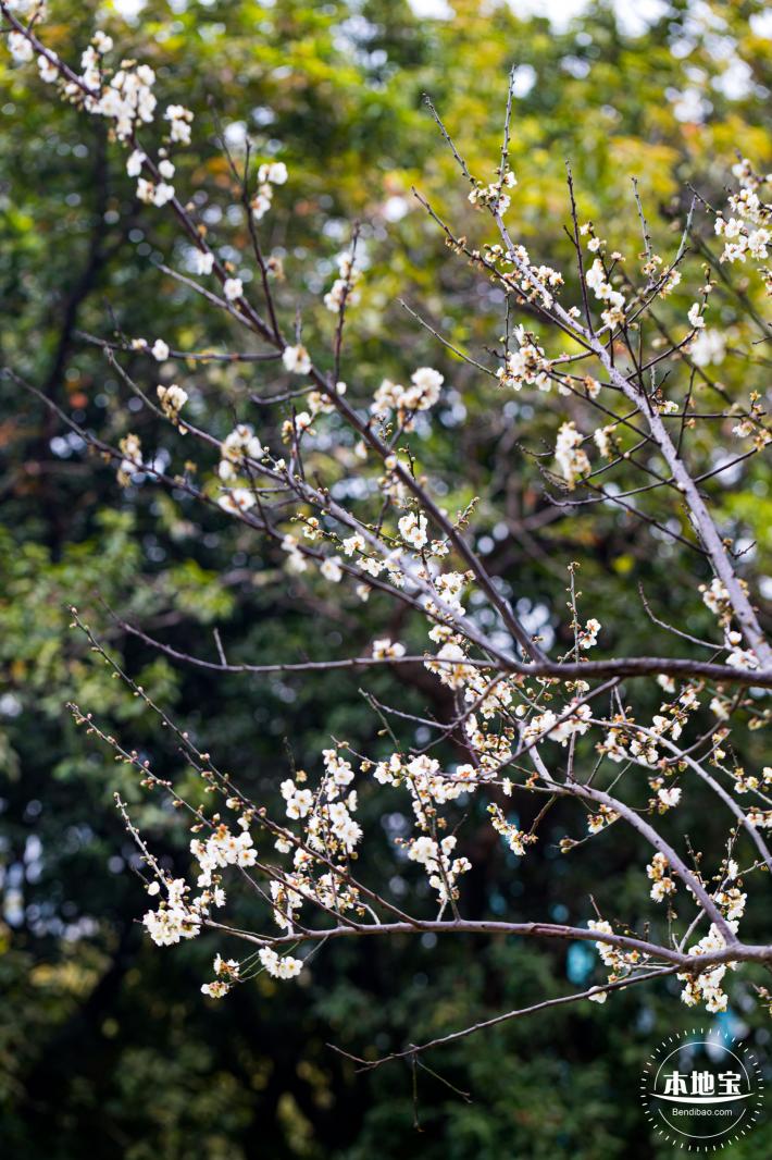 荔枝公园梅花