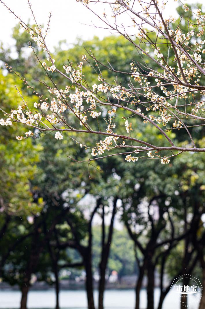 荔枝公园梅花