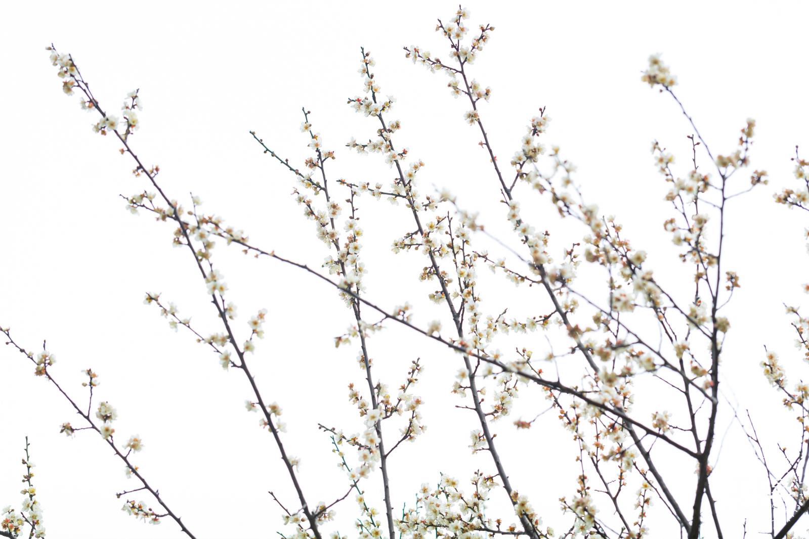 荔枝公园梅花